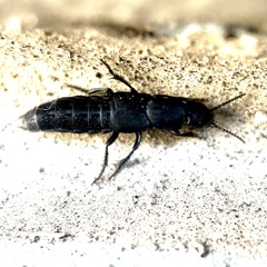 Staphylinina