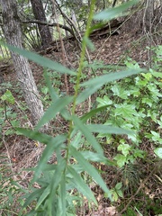 Solidago odora
