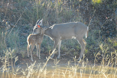 Odocoileus virginianus couesi
