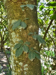 Cissus striata