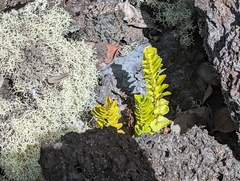 Polypodium pellucidum