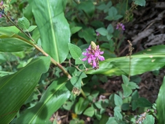 Desmodium intortum