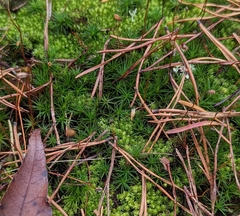 Polytrichum commune