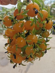 Pereskia