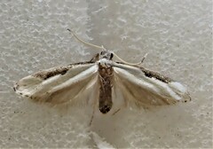 Sagephora phortegella