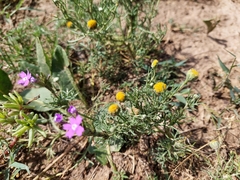 Hymenoxys anthemoides