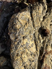 Balanomorpha