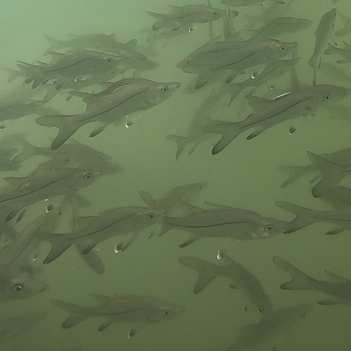Blackfin snook (Centropomus medius) — Centropomidae