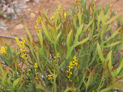 Synaphea petiolaris