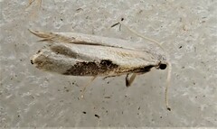 Sagephora phortegella