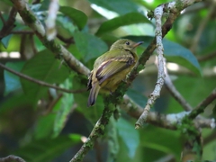 Mionectes oleagineus