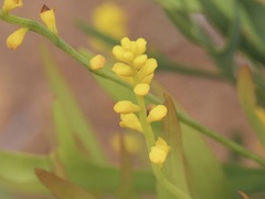 Synaphea petiolaris