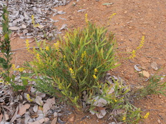 Synaphea petiolaris