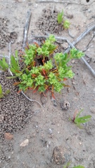 Lastarriaea chilensis