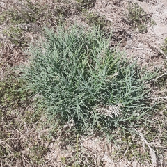 Salicornia perennis