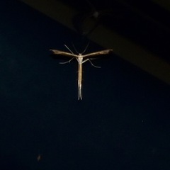Stenoptilia zophodactylus