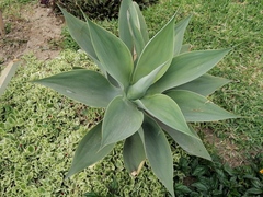 Agave