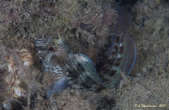 Parablennius intermedius