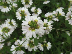 Scaevola albida