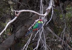 Purpureicephalus spurius