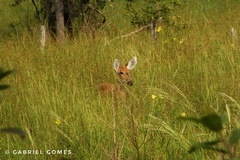 Blastocerus dichotomus