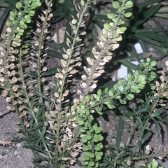 Lepidium bonariense