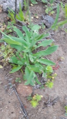 Capsella