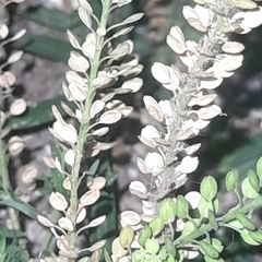 Lepidium bonariense