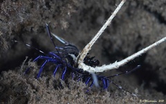 Panulirus versicolor