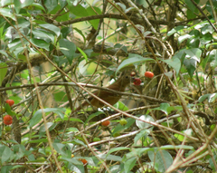 Tachyphonus coronatus