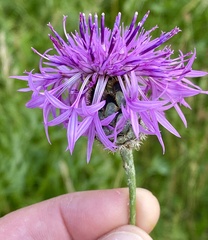 Centaurea scabiosa