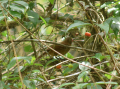 Tachyphonus coronatus