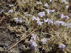 Polemoniaceae