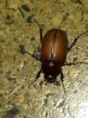 Melolonthinae