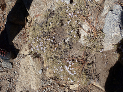 Polemoniaceae