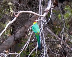 Purpureicephalus spurius