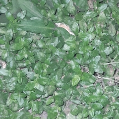 Synedrellopsis grisebachii