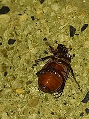 Melolonthinae