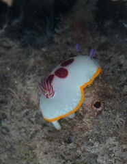 Goniobranchus splendidus