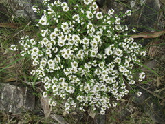 Scaevola albida