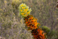 Hakea victoria