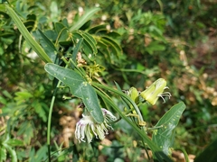 Passiflora misera