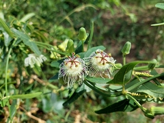 Passiflora misera