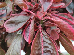 Acalypha wilkesiana