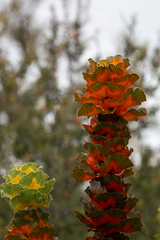 Hakea victoria