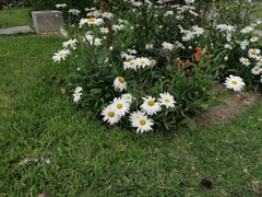 Leucanthemum