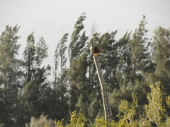 Falco femoralis