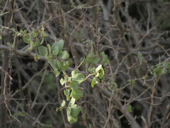 Lycium boerhaviifolium