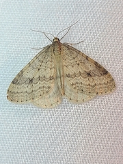 Operophtera bruceata