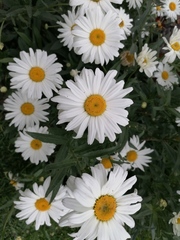 Leucanthemum maximum